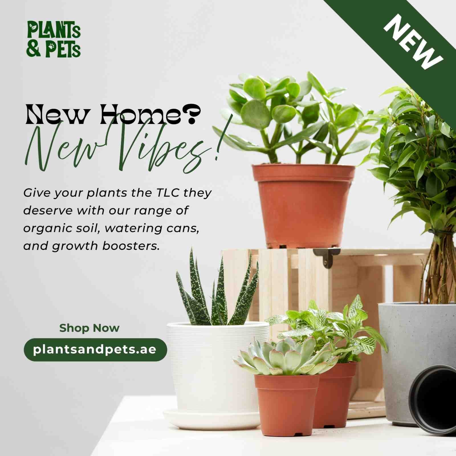 GreenMinimalistPlantShopInstagramPos